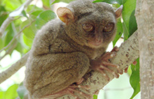 オプショナルツアーイメージ