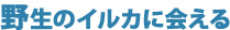 野生のイルカに会える