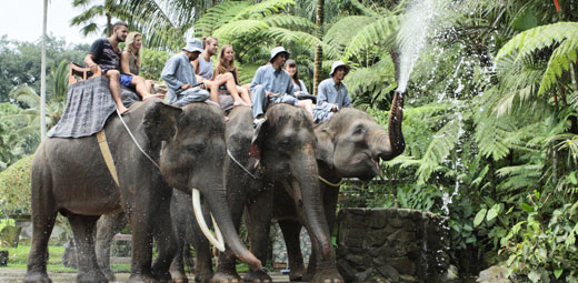 象の楽園！赤ちゃん象を含む32頭のスマトラ象たちと身近に触れ合える