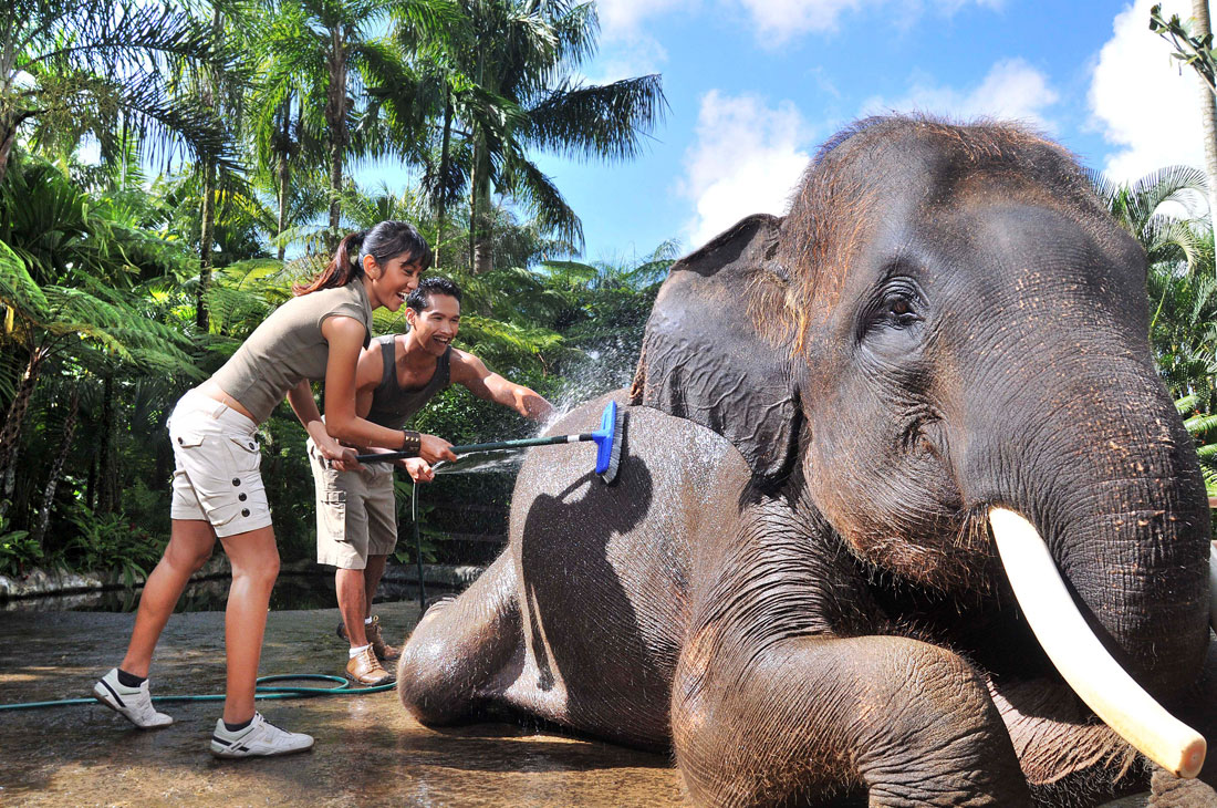 水浴びする象のお手伝いも宿泊者だけができる体験