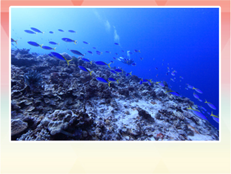 マリアナブルー 海の中