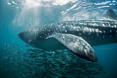 【2026夏季限定】世界最大級の魚☆野生のジンベエザメと泳ごう!イスラムヘーレス島にも立ち寄りシュノーケルツアー