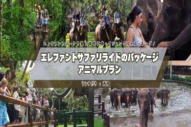 エレファントパークで象の背中に乗ってジャングルトレッキング！　