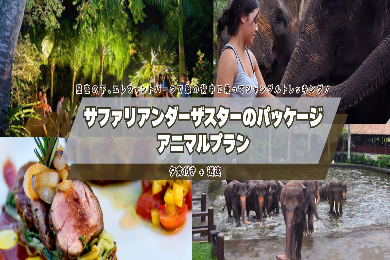 星空の下、エレファントパークで象の背中に乗って夜のジャングルをトレッキング！夕食付！　