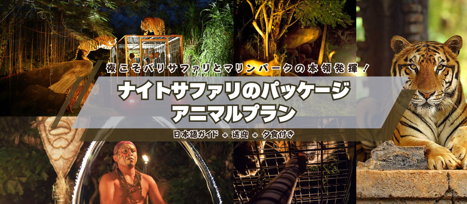 	夜のサファリパークへ！　夜こそサファリパークの本領発揮！　バリサファリ＆マリンパーク　ナイトサファリ夕食付