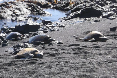 世界遺産ハワイ火山国立公園など、
大自然を巡る一日観光
＜日本語ガイド＞
航空券・ランチ込み