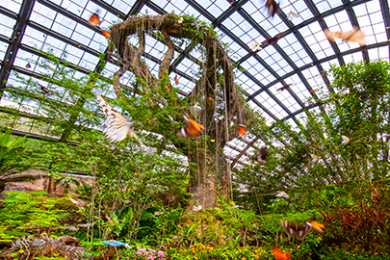 【チケット手配】トレンドのマレーシア最大の蝶園！
～バタフライ・ファーム　エントピア～